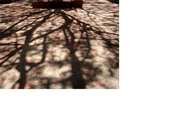 Foto horizontal mostrando apenas um grande pátio de cimento coberto por pequenas pétalas de flor em tons de vermelho/laranja vivo. No fundo, bem no alto, há um retângulo escuro de um canteiro. O sol vem de trás. A árvore não está visível mas lança uma enorme sombra em toda a foto, formando desenhos bem detalhados de galhos sem folhas.