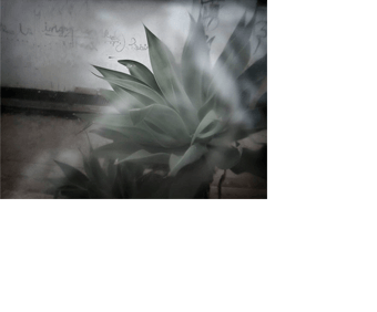 Foto horizontal de uma grande planta ornamental, com folhas largas que terminam em pontas finas como um espeto. Ela faz uma forma arredondada do centro para a direita da imagem, cortada na margem direita. No fundo vê-se uma calçada e uma parede branca, velha e pixada. Tudo está desfocado pelo anteparo, menos uma área que mostra melhor a ponta de uma das folhas.
