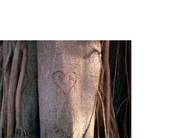 Foto horizontal mostrando o detalhe de um tronco de árvore largo, marrom claro. Há ramos finos dos dois lados, paralelos ao tronco, vindos de cima, como raízes aéreas. No centro da foto há um coração entalhado no tronco, com as letras A e O. Elas parecem olhos dentro do coração. O entalhe é vermelho e há uma resina azulada e brilhante escorrendo dele; uma longa gota escorre da letra O, parecendo uma lágrima. O tronco é iluminado pela luz do sol que vem da direita, e o fundo à direita é preto.