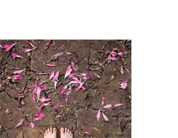 Foto horizontal mostrando o detalhe de uma calçada de cimento toda rachada, quase se despedaçando. No centro da margem inferior aparece metade de dois pés vistos de cima. A calçada está coberta de grandes pétalas de flor, que são rosa vivo na parte mais larga e branco na ponta.