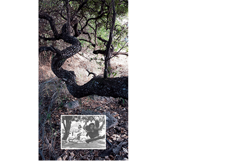 Foto vertical de um grande galho de árvore do cerrado, torto e com a casca grossa. Há outros galhos e plantas ao fundo, ocupando a metade de cima da foto. O chão tem capim seco, folhas secas e pedras. Na parte de baixo da foto, ao centro, está colada uma pequena foto em preto e branco. Ela mostra em primeiro plano uma criança de três anos num balanço de tábua, com as pernas para cima, como quem está quase caindo; atrás vê-se uma árvore, o chão de terra e uma criança mais velha andando de bicicleta.