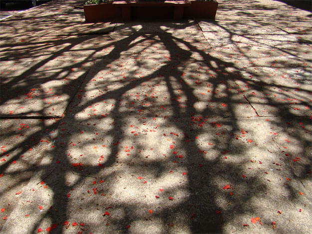 Foto horizontal mostrando apenas um grande pátio de cimento coberto por pequenas pétalas de flor em tons de vermelho/laranja vivo. No fundo, bem no alto, há um retângulo escuro de um canteiro. O sol vem de trás. A árvore não está visível mas lança uma enorme sombra em toda a foto, formando desenhos bem detalhados de galhos sem folhas.