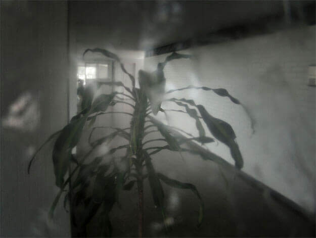 Foto horizontal. No centro, em primeiro plano, há uma planta com poucas folhas verde-escuras, compridas e meio retorcidas, todas pendendo para baixo. Ela tem um formato circular. No lado esquerdo vê-se parte dos pilotis de um prédio, em perspectiva. No lado direito há uma comprida parede branca. A imagem é bastante escura e tem 'ruídos' estranhos em volta da planta.