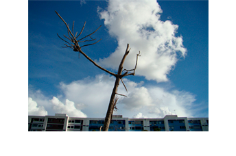 Série de 27 fotografias coloridas. Esta foto horizontal mostra a parte de cima de uma árvore seca, no centro, e um céu muito zul com nuvens brancas ocupando quase todo o fundo. Ao longe, ao longo de toda a parte de baixo, já quase saindo da foto, está a parte mais alta de um prédio comprido, com a fachada azul e branca.