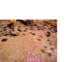 Foto horizontal que mostra as pernas de um homem andando em direção à câmera, cortado do meio das coxas para cima. Está de bermudão laranja e havaianas pretas, no canto esquerdo, numa calçada de cimento que ocupa quase todo o quadro. A calçada está coberta por muitas flores de ipê rosa. Ao lado do homem, no centro da parte de cima, vê-se meio metro do tronco da árvore. Da metade para cima da imagem vê-se a sombra da árvore, sem folhas, apenas galhos e formas circulares que correspondem às flores.