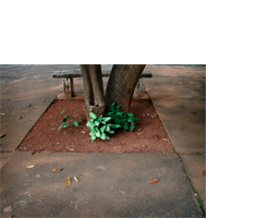 Foto horizontal de um pátio de cimento dividido em grandes quadrados. O quadrado do centro é de terra, com uma plantinha baixa de folhagem verde clara. Atrás dela vê-se a parte de baixo de um tronco de árvore, dividido em dois formando um V. Atrás do tronco há um velho banco de cimento, quase no topo da imagem. Há algumas folhas secas caídas pelo pátio. A foto é toda em tons de marrom, sem sol e com pouca luz. A luz bate mais na plantinha, destacando-a e deixando seu verde bem vivo.