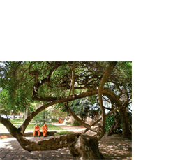 Foto horizontal mostrando em primeiro plano uma árvore baixa de galhos com uma curvatura curiosa, que formam desenhos ao se cruzar, como se fizessem molduras de formatos irregulares. No centro de uma dessas molduras vê-se duas mulheres sentadas num comprido banco de cimento, a cerca de dez metros. Elas vestem uniforme laranja vivo, de gari, estão de cabeça baixa e parecem conversar. Entre elas e a árvore há um pátio cimentado, e atrás delas uma calçada em perspectiva, um gramado verde e muitas árvores.