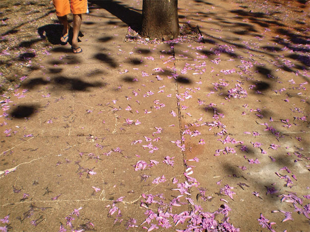 Foto horizontal que mostra as pernas de um homem andando em direção à câmera, cortado do meio das coxas para cima. Está de bermudão laranja e havaianas pretas, no canto esquerdo, numa calçada de cimento que ocupa quase todo o quadro. A calçada está coberta por muitas flores de ipê rosa. Ao lado do homem, no centro da parte de cima, vê-se meio metro do tronco da árvore. Da metade para cima da imagem vê-se a sombra da árvore, sem folhas, apenas galhos e formas circulares que correspondem às flores.