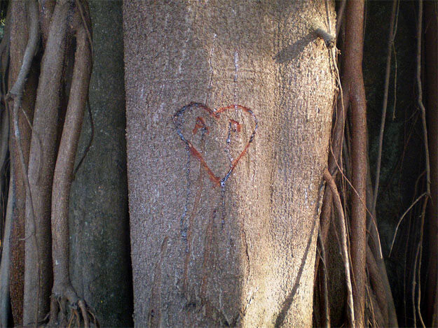 Foto horizontal mostrando o detalhe de um tronco de árvore largo, marrom claro. Há ramos finos dos dois lados, paralelos ao tronco, vindos de cima, como raízes aéreas. No centro da foto há um coração entalhado no tronco, com as letras A e O. Elas parecem olhos dentro do coração. O entalhe é vermelho e há uma resina azulada e brilhante escorrendo dele; uma longa gota escorre da letra O, parecendo uma lágrima. O tronco é iluminado pela luz do sol que vem da direita, e o fundo à direita é preto.