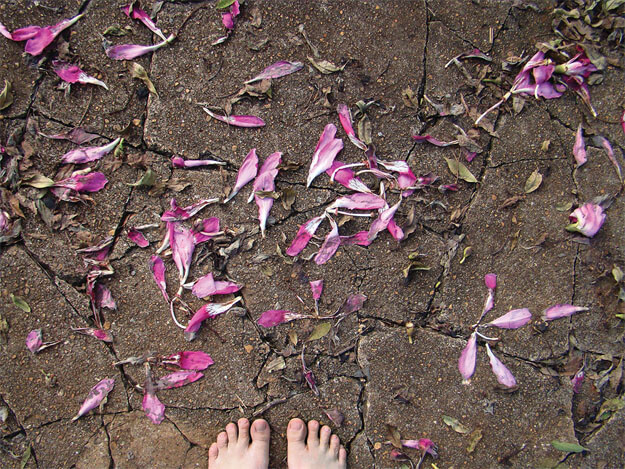 Foto horizontal mostrando o detalhe de uma calçada de cimento toda rachada, quase se despedaçando. No centro da margem inferior aparece metade de dois pés vistos de cima. A calçada está coberta de grandes pétalas de flor, que são rosa vivo na parte mais larga e branco na ponta.