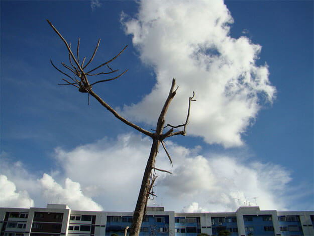 Foto horizontal mostrando a parte de cima de uma pequena árvore seca: um tronco fino e alguns galhos espetados para os lados. Ela está no centro, em primeiro plano, inclinada para a direita. Do seu lado esquerdo sai um galho maior que parece um longo braço, com doze dedos longos e finos na ponta. O fundo é quase todo ocupado por um céu muito azul; atrás da árvore há grandes nuvens brancas. Ao longe vê-se o topo de um prédio comprido. Ele é azul e branco, e forma uma faixa estreita em toda a extremidade de baixo da foto.(Esta é a última imagem da série)
