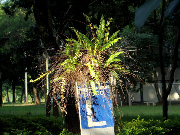 Foto horizontal mostrando uma placa de concreto onde se lê, em branco sobre azul marinho: Bloco L. Sobre essa placa há uma grande samambaia com folhas muito verdes. A placa e a planta estão em primeiro plano, bem de perto, iluminadas pelo sol. A samambaia tem muitos ramos velhos que secaram e cujas folhas caíram; são como fios de um cabelo descabelado, espetados para todos os lado. O fundo está na sombra, bem escuro, e vê-se árvores, grama e parte de um prédio ao longe.